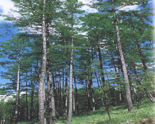 �˰���Ҷ��