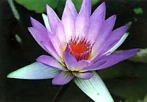 ������˯��