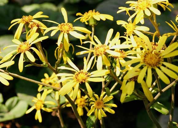 ��Ҷ����